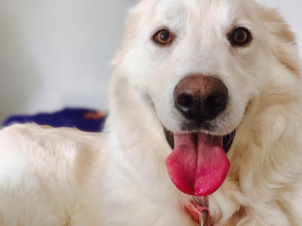 Doggy Guest Nova